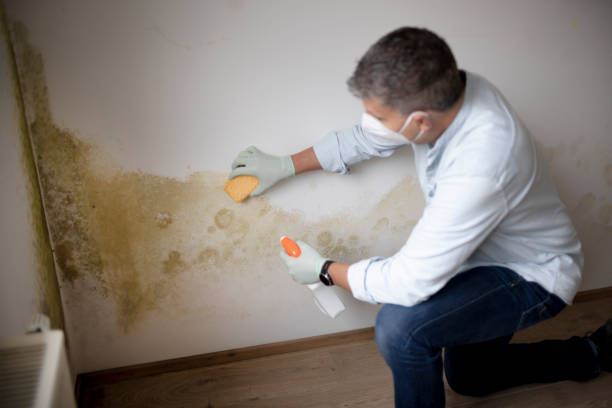 Best Mold Prevention Services  in East Rochester, NY